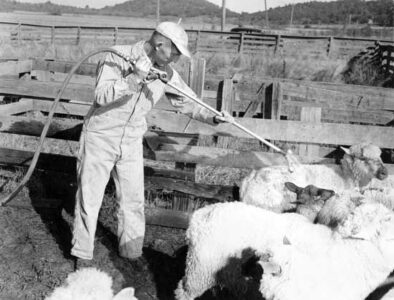 A Deeper Boom: The Beginning of the Environmental Movement